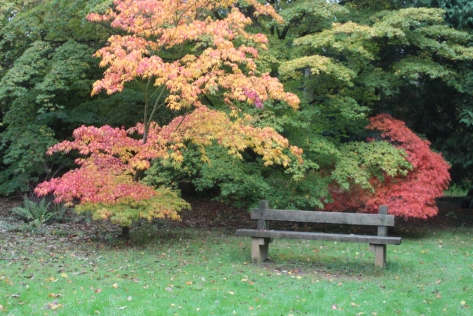 Autumn colours and a bench at Westonbirt Arboretum