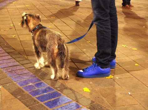 Blue shoes, dog lead and paving at Broadmead